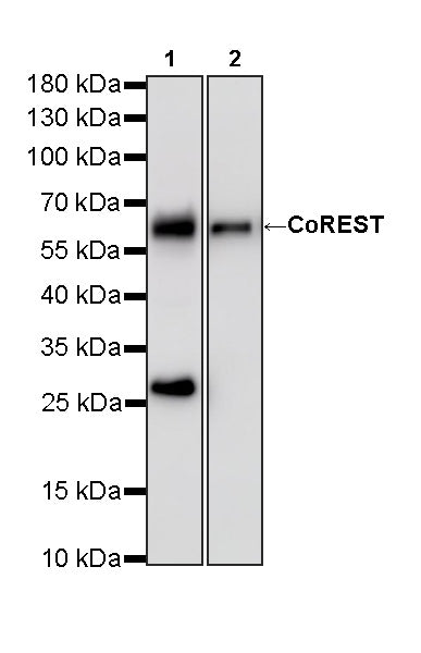 CoREST Recombinant Rabbit mAb (S-4401-8)
