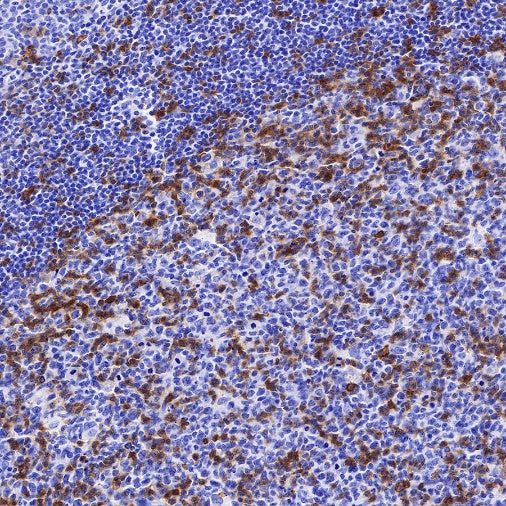 CD27 Mouse mAb (S-568-1)
