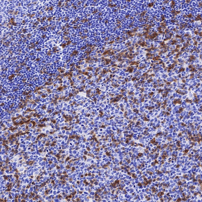 CD27 Mouse mAb (S-568-1)