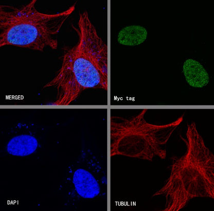 S-RMab® Myc tag Recombinant Rabbit mAb (S-114-13)