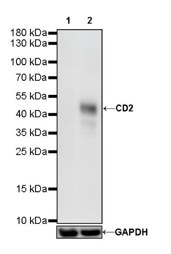 CD2 Recombinant Rabbit mAb (SDT-R261)