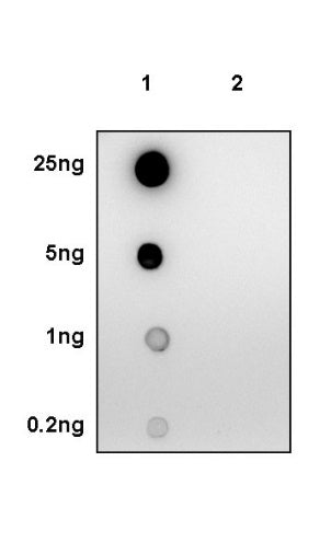 Phospho-Vimentin (Ser56) Recombinant Rabbit mAb (S-2135-5)