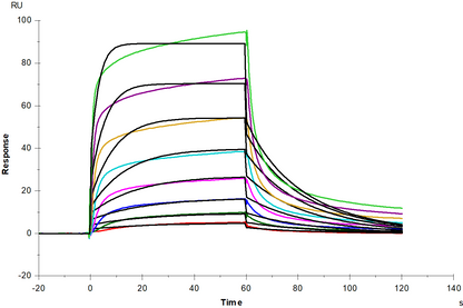 IFN-Omega Protein, Human