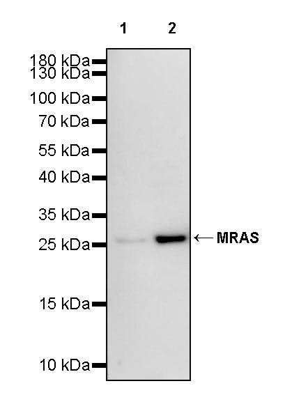 MRAS Recombinant Rabbit mAb (S-4293-71)