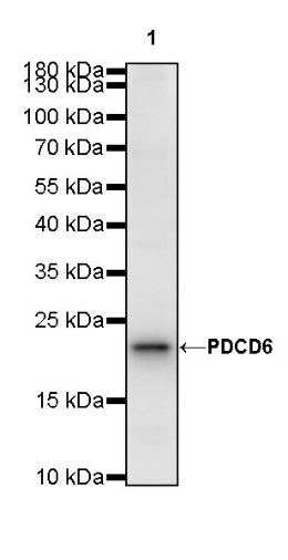 PDCD6 Recombinant Rabbit mAb (S-578-98)
