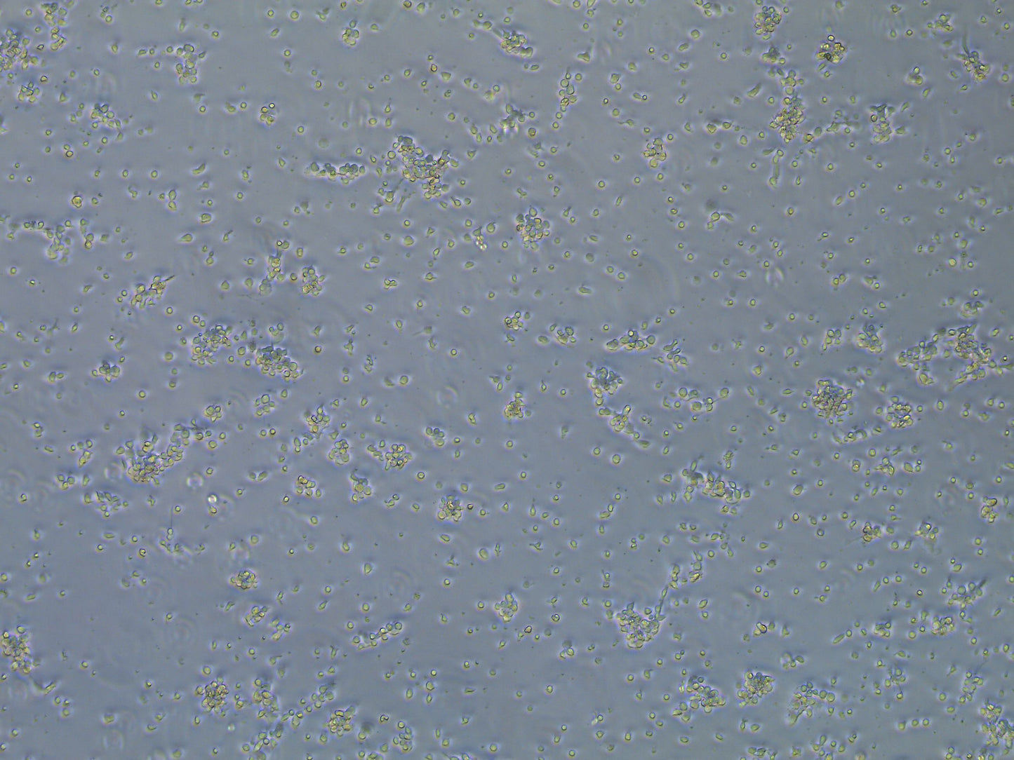 NA/LE Mouse anti-human CD28 mAb