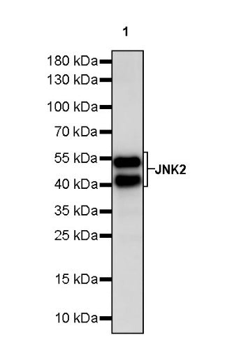 JNK2 Recombinant Rabbit mAb (S-1021-46)