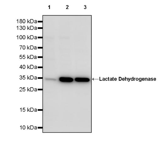 Lactate Dehydrogenase Rabbit Polyclonal Antibody