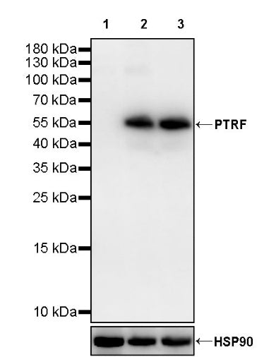 PTRF Recombinant Rabbit mAb (S-3271-13)