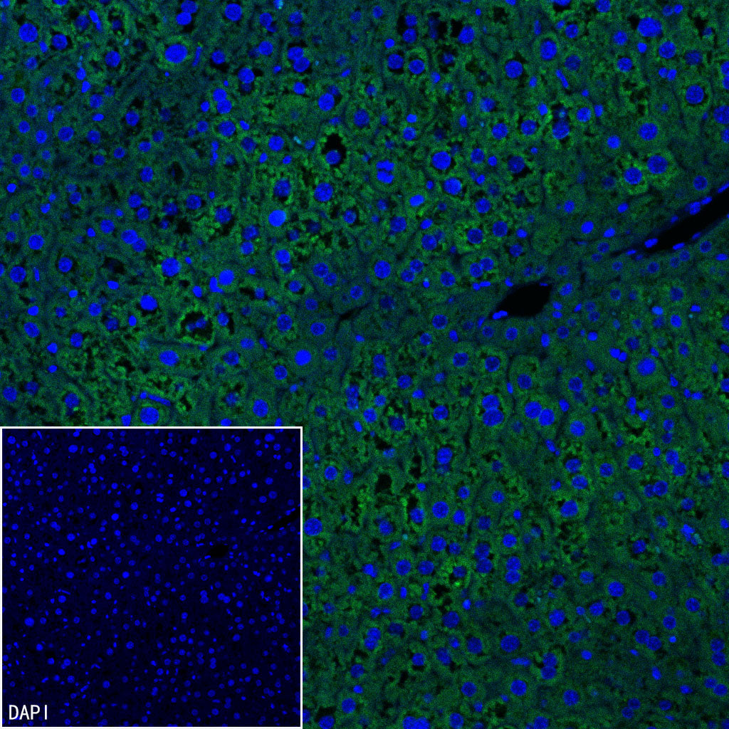 C3 Recombinant Rabbit mAb (S-5146)