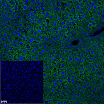 C3 Recombinant Rabbit mAb (S-5146)