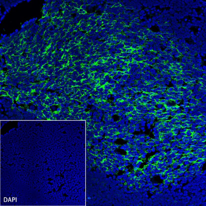 S-RMab® CD23 Recombinant Rabbit mAb (SDT-028-67)