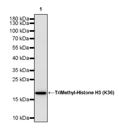 TriMethyl-Histone H3 (K36) Recombinant Rabbit mAb (S-M0025)