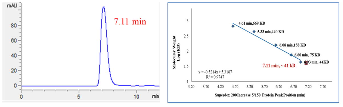 NMT1 Protein, Human