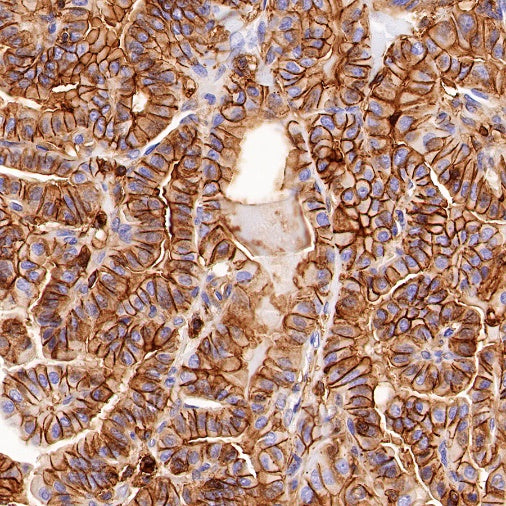 CD44 Mouse mAb (SDT-630-174)