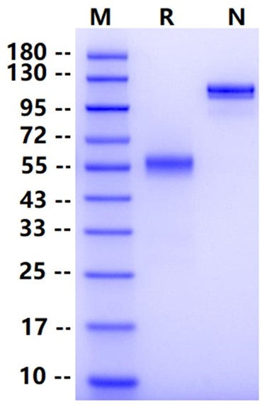Biotinylated LAIR1/CD305 Fc&Avi Tag Protein, Human