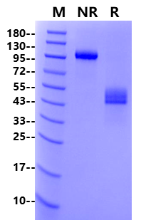 Biotinylated CD3 epsilon&CD3 delta Fc, His, Avi tag&Fc, Flag, Avi tag Heterodimer Protein, Human