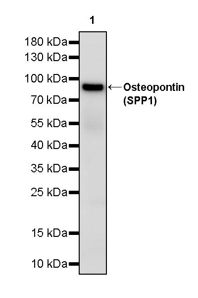 Invivo Anti-Mouse/Human/Rat Osteopontin (SPP1) Recombinant mAb