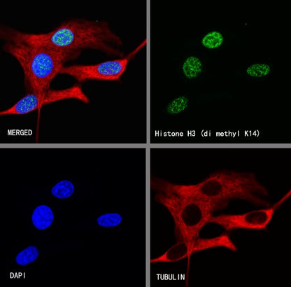 Histone H3 (di methyl K14) Recombinant Rabbit mAb (S-R414)