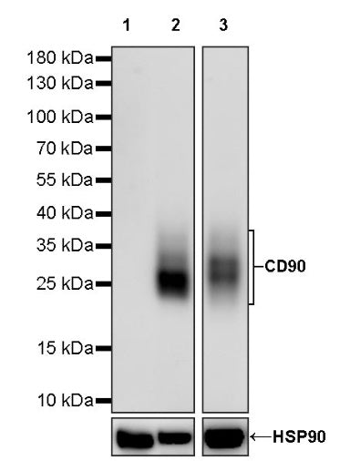 Mouse anti-Human CD90 Antibody (5E10)