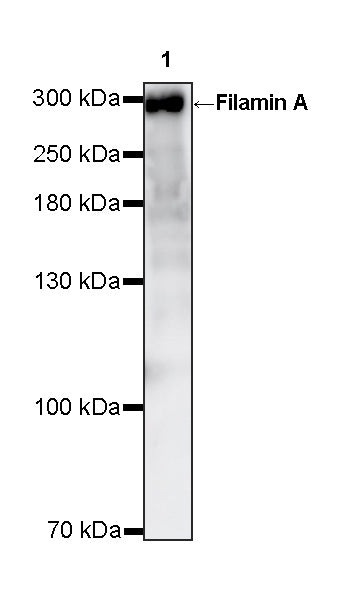 Filamin A Rabbit Polyclonal Antibody