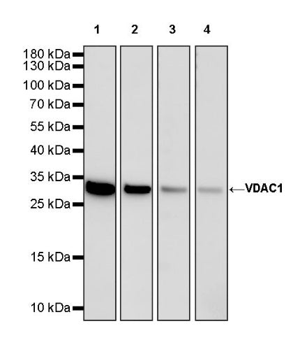 VDAC1 Recombinant Rabbit mAb (HRP Conjugate) (SDT-R013)