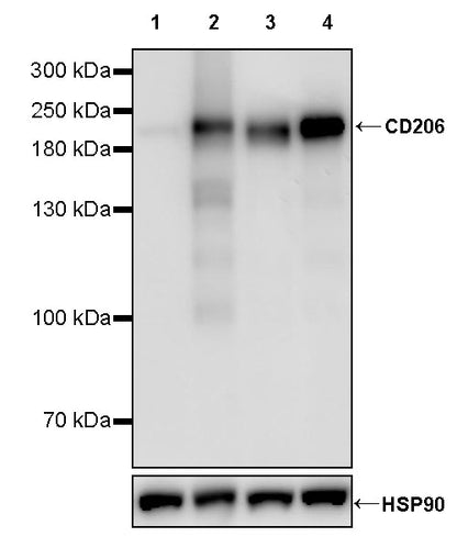 CD206 Recombinant Rabbit mAb (S-3477-27)