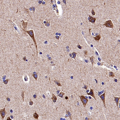 Cytochrome C Recombinant Rabbit mAb (S-2422-56)