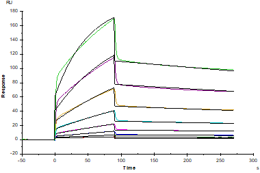 EphA5 His Tag Protein, Human