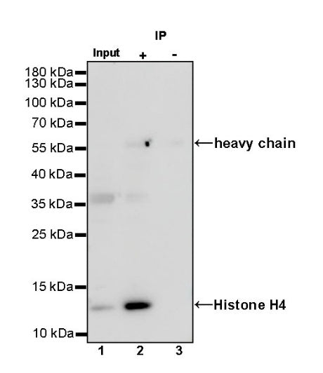 Histone H4 Recombinant Rabbit mAb (S-499-30)