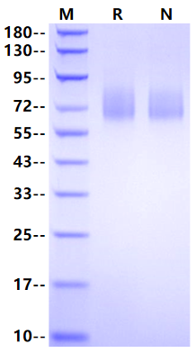 SIRP-α/CD172a His Tag Protein, Rat
