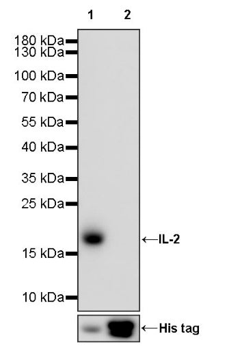 Invivo anti-mouse IL-2 Recombinant mAb