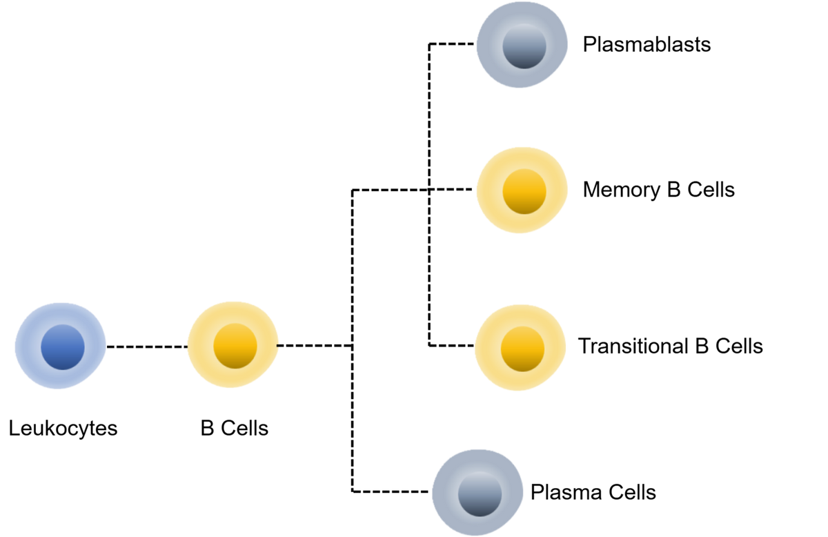 Human B Cell Panel Kit (CD19/CD20/CD24/CD38/CD138)