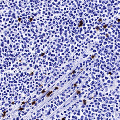 CD3 epsilon Mouse mAb (SDT-570-36)