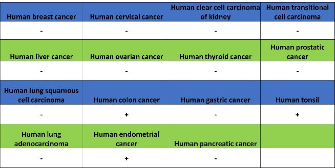 MMP7 Recombinant Rabbit mAb (S-1628-25)