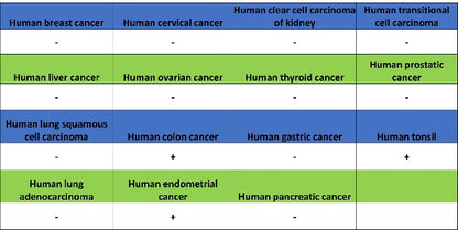 MMP7 Recombinant Rabbit mAb (S-1628-25)