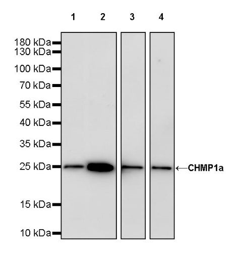 CHMP1a Recombinant Rabbit mAb (S-1651-159)