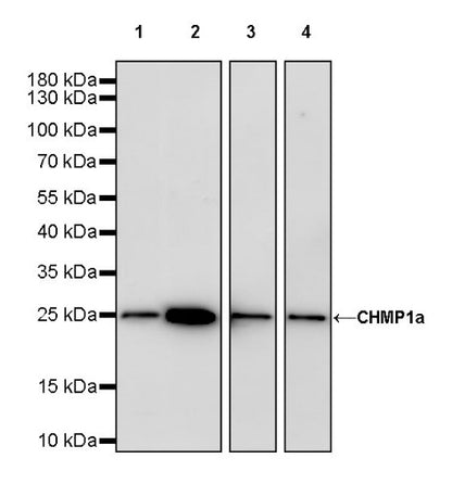 CHMP1a Recombinant Rabbit mAb (S-1651-159)