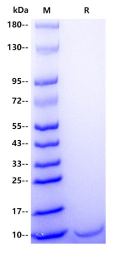 Mouse CXCL10/IP-10/CRG-2 Protein