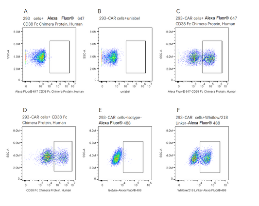 Alexa Fluor 647-Labeled CD38 Fc Chimera Protein, Human