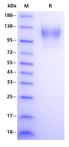 CD96 His Tag Protein, Human