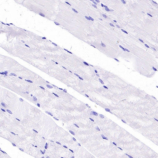 Connexin 43 / GJA1 Rabbit Polyclonal Antibody