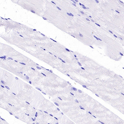 Connexin 43 / GJA1 Rabbit Polyclonal Antibody