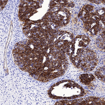 CD239 Recombinant Rabbit mAb (S-R284)