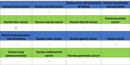 Hepatocyte Specific Antigen Recombinant Mouse mAb (SDT-4389)