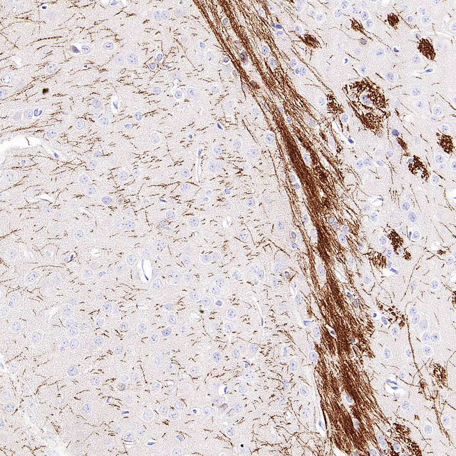 MOG Rabbit Polyclonal Antibody