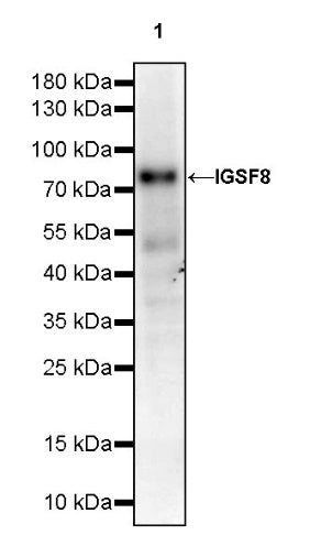 IGSF8 Recombinant Rabbit mAb (S-2101-8)