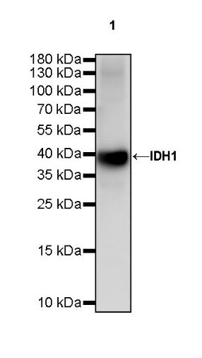 IDH1 Recombinant Rabbit mAb (S-792-16)