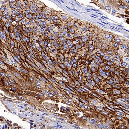 CD138 Recombinant Rabbit mAb (S-417-199)