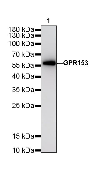 GPR153 Recombinant Rabbit mAb (S-4871-4)